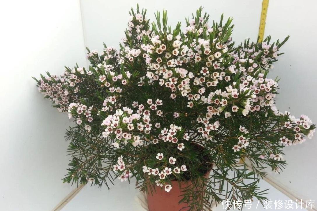 花卉|今年流行的一款“花卉”,比腊梅好养,而且四季能开花!