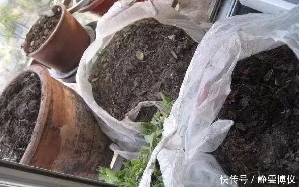 养花不用买土,用这几样东西掺一块儿,种什么花草都旺