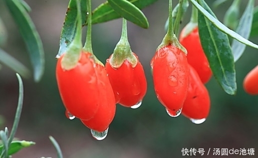 泡水|“枸杞”泡水时,大部分人放错了“水”!难怪效果不大,还很浪费