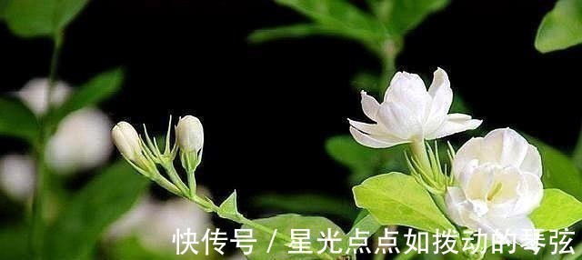 茉莉土|茉莉土加“一料”,不黄叶不徒长,易生根长得旺,养成繁花老桩!