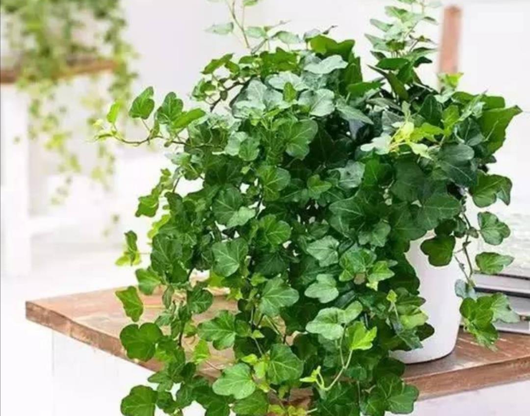 花卉|6种花太怕晒,切记不能长时间晒太阳,不然容易枯萎黄叶