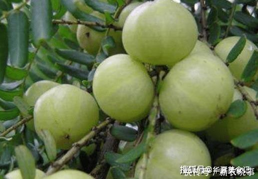 野果|这5种野果,正在渐渐消失,你叫得出名字的有几种,吃全了的不多