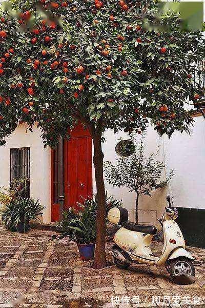 牡丹花|家有五树,儿孙都富!有院子建议栽5种树,看花,收果,寓意吉利