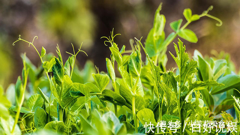 香椿芽|春吃芽，5种“春芽”要多吃，2种“毒芽”可别吃，健康最重要