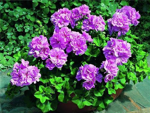 家里养天竺葵,掌握3个要点,多发芽窜花苞,养成繁花老桩!