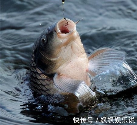 鱼儿们|垂钓时鱼不开口到底是什么原因造成的，看看这些你就知道了