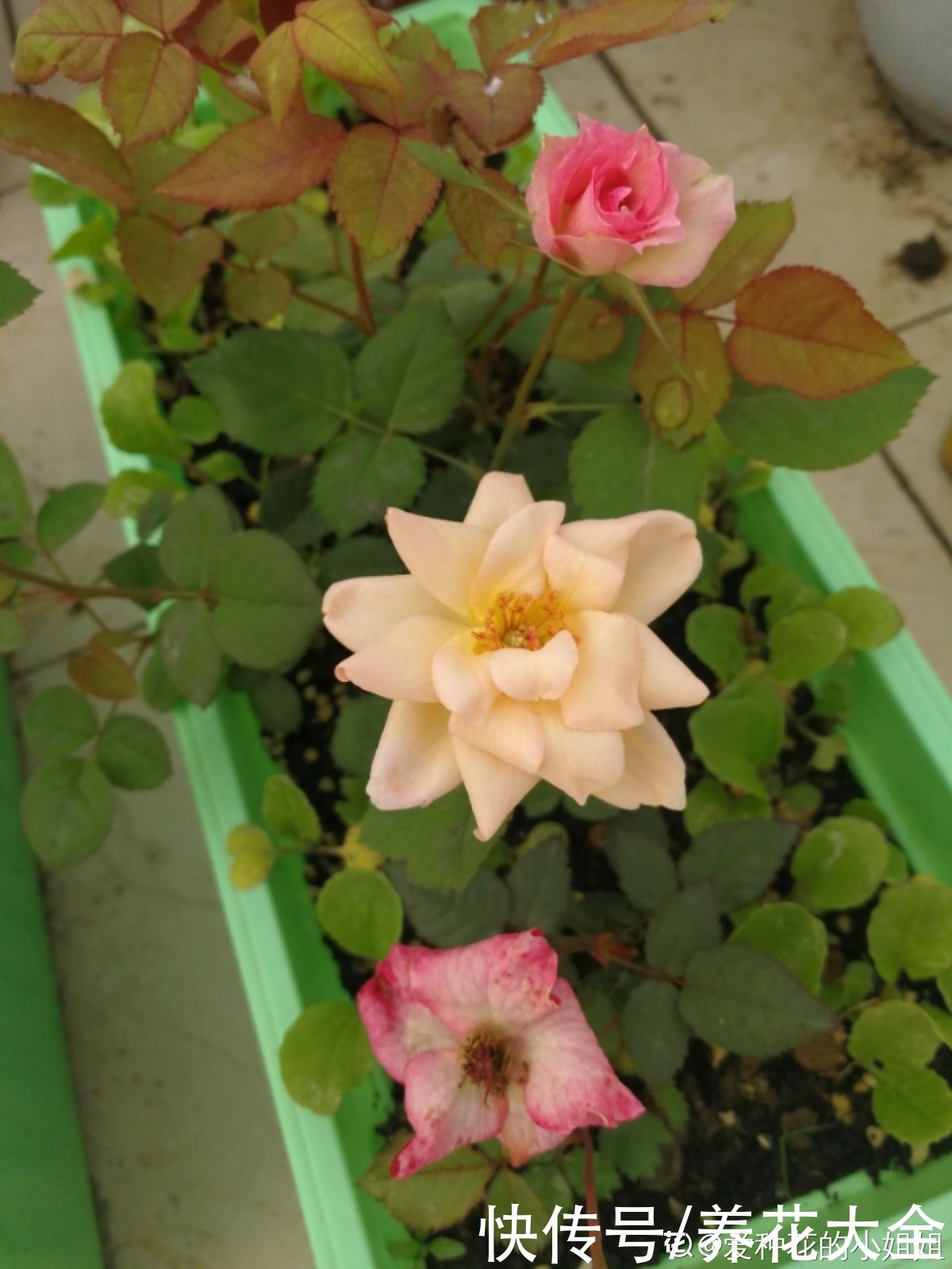 月季中间长了“鼻毛”，看着怪瘆人，到底什么情况？