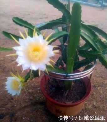 日子|“2种花”养1盆，日子越过越“红火”，还能“杀菌”促睡眠，值