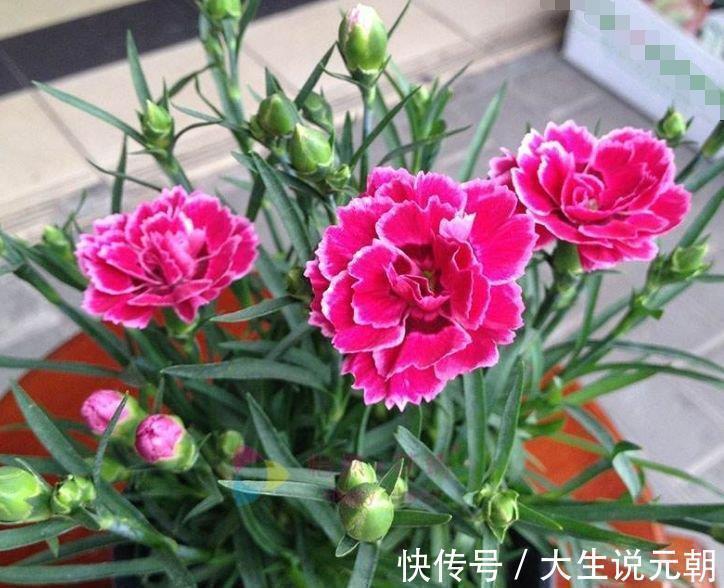 4种旺运花，吉祥添富贵，谁见了都喜欢，第一种已经被迷住了！