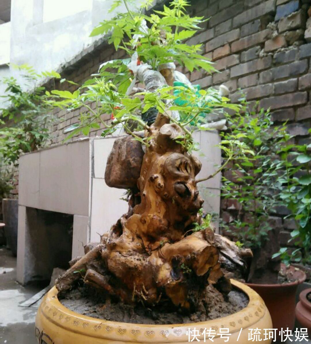 黄荆盆景老桩根部刚萌发的新芽要不要抹掉生桩和熟桩有区别