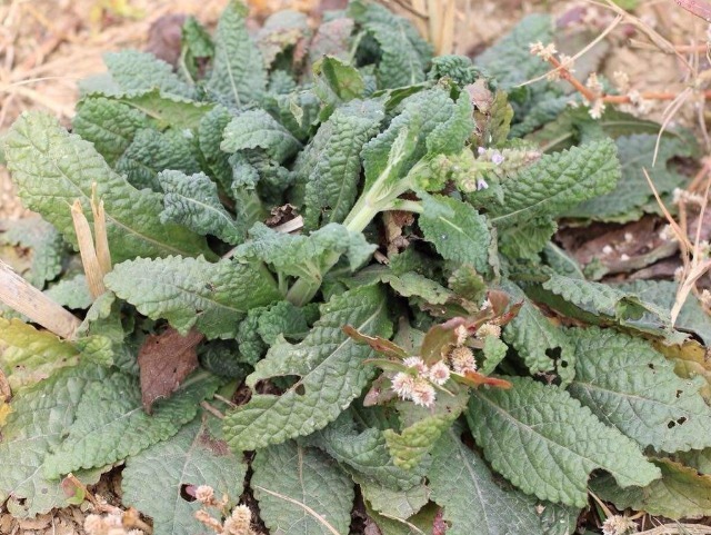 汁液|路边很常见的“止咳草”,名字不好听,止咳有奇效,你或许见过