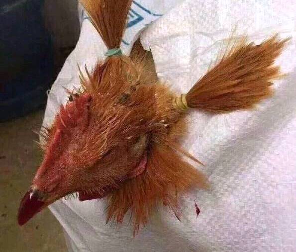 |搞笑图片幽默段子笑话哈哈,看到一只跳舞跳得不错的狗子呢