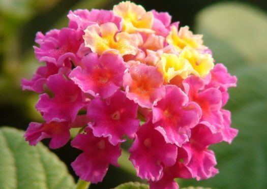 此款花草适合新手养,不怕晒,不怕热,繁花似锦,花美心情好!