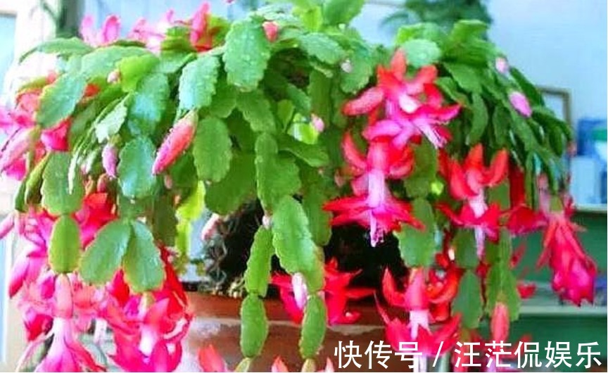 生根|3种花受欢迎，“随便”折个枝就能活，7天生根，立冬就开花