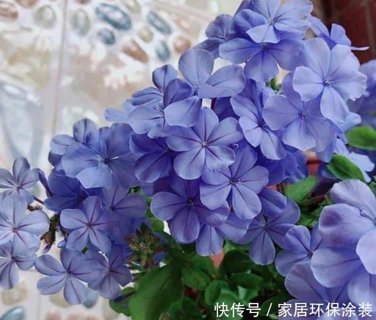 开花最香的4种花,家里养一盆,吉祥富贵,红红火火好运来!