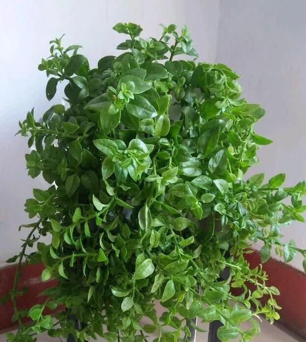 4种花能观赏能“养人”,建议养几盆,好看又利于健康