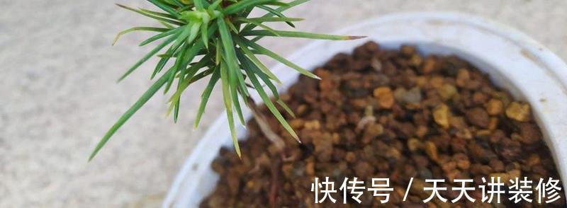 煤炭球|烧完的煤炭球养花前,需先按这些步骤处理、用