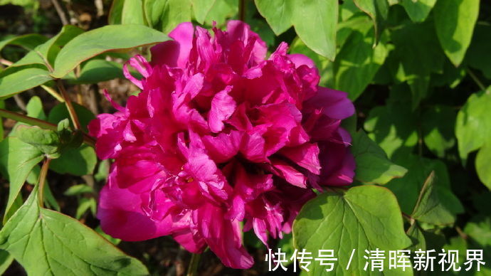 轻罗|喜欢菊花,不如养盆“江南牡丹”轻罗,花开妖娆,鲜艳夺目,真美