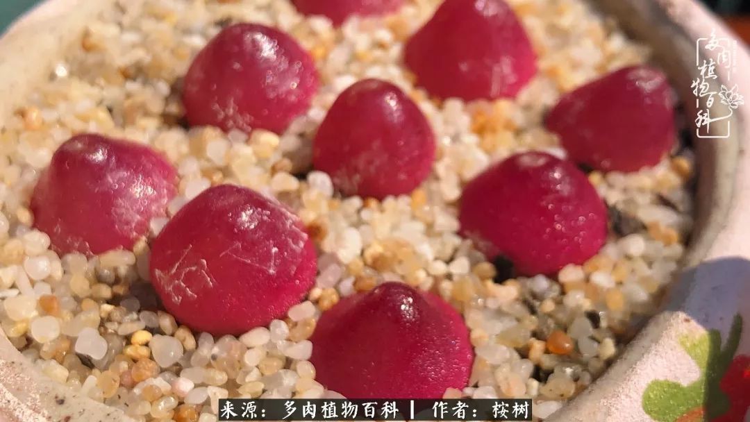 多肉度夏经验谈四季皆露养，兢兢业业养肉三年半！