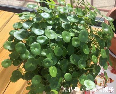 此5种花,怎么折腾都不会死,一盆养20年都没问题