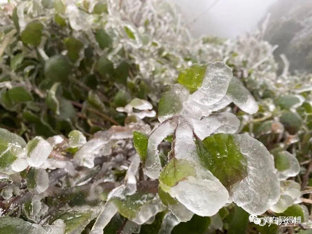 记忆 ｜寒潮再次来袭，还记得前几天的雪吗？