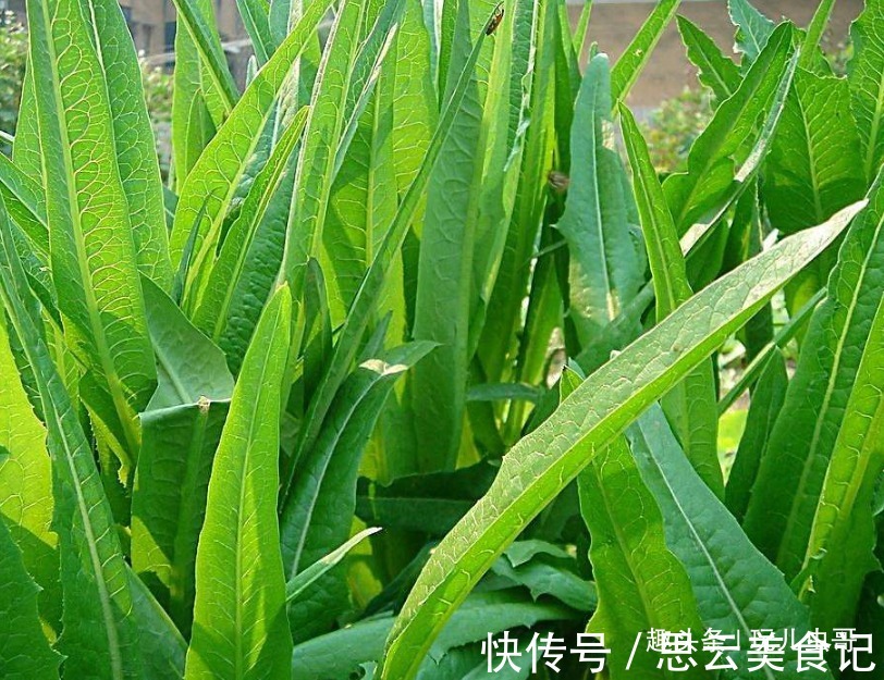 采收|莴苣美白牙齿,营养美味,掌握四点,种出一年9熟绿色莴苣来!