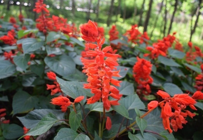 喜事|五年内运势将一路走高,喜事绵绵的生肖,财气大红大紫,上天眷顾