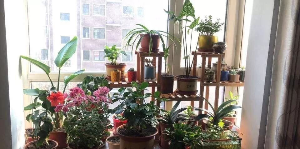 4种“药”过期,牢记“不能扔”,全是养花宝贝,肥效强10倍