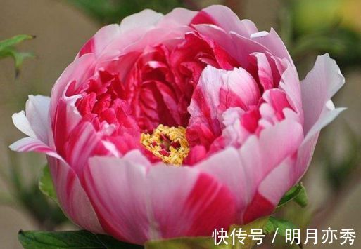 玫瑰海棠|养花就养这几款,花朵小巧玲珑,一养就上瘾,开花漂亮