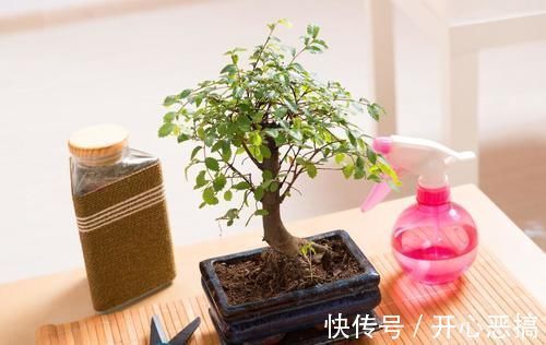 修剪|养桩不光要养活,枝条长粗才重要,6个技巧要掌握好,施肥长得快