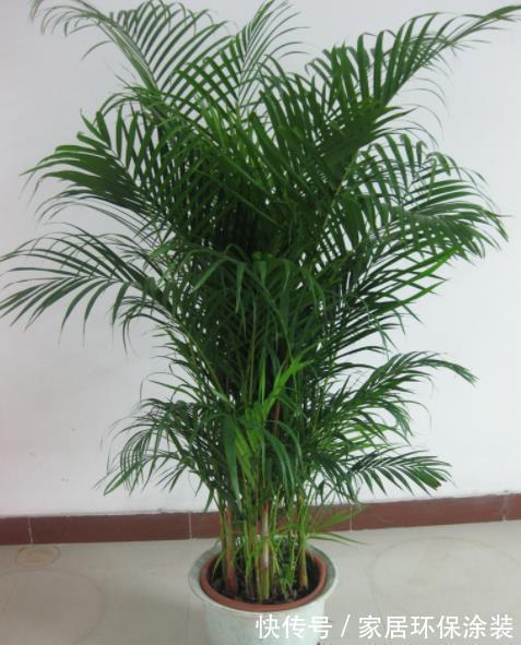 4种适合客厅养植的竹子,清秀文雅,尽显文人气息,还能清新空气