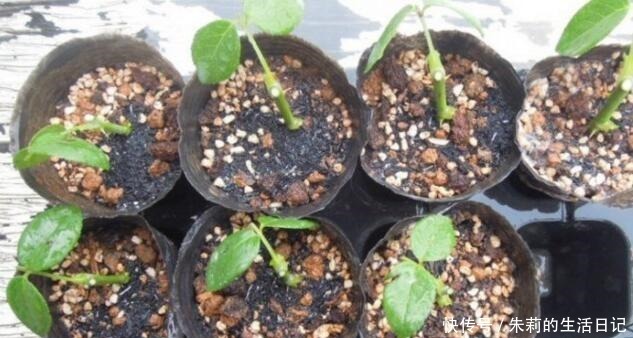 生根粉别用了，自制2种“生根剂”，插穗“蘸一下”，呼呼冒白根！