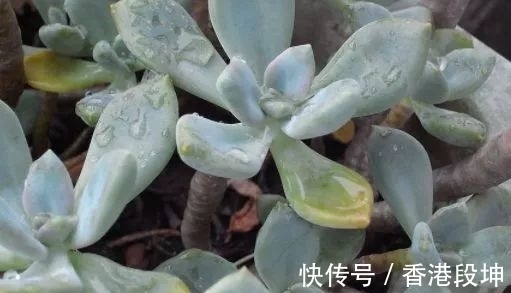 宝石花|这一种“高颜值”多肉植物，大部分人用来当盆栽种，其实是上好药