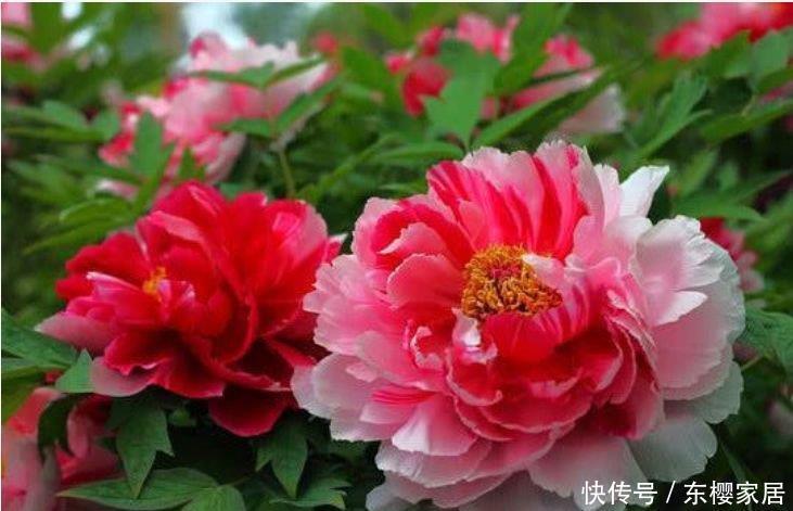 夏天|夏天养花,不妨养这四款花,盛开时繁花似锦,花色美轮美奂