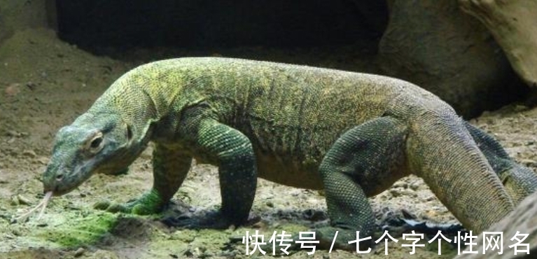 巨蜥|完全冻结的木蛙，与人类指纹几乎相同的考拉，你不知道的生物知识