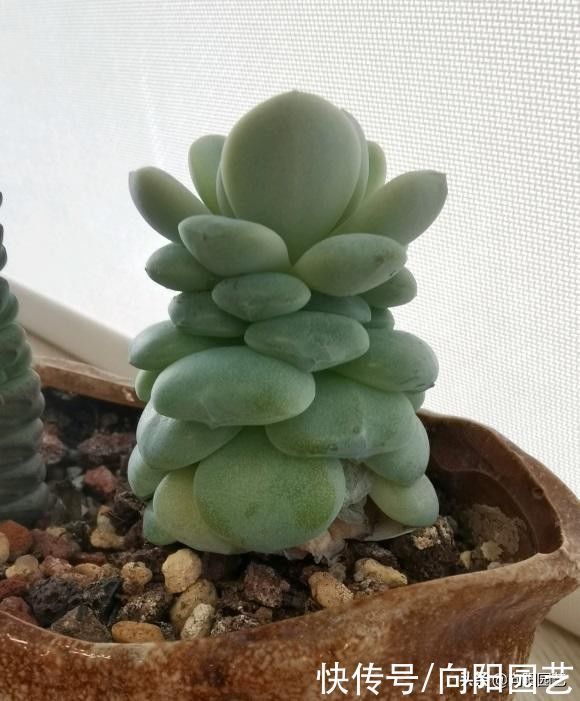 多肉为什么会徒长?哪些原因引起徒长?我们应该如何避免?