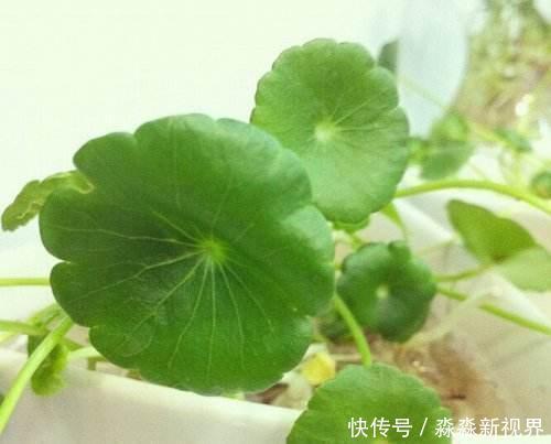 茎干|铜钱草爱长个,却“没型”!2个方法好解决,叶片圆滚滚更好看