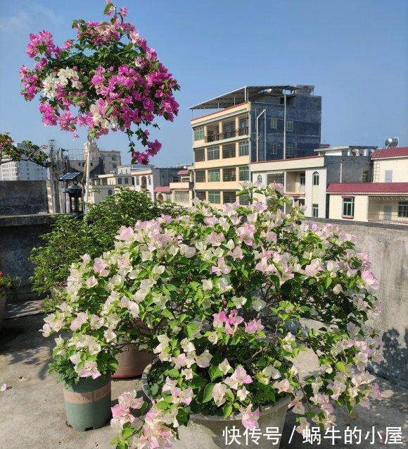 三角梅|7种“泼辣花”,耐晒又抗热,40度高温使劲晒,花苞满满晒出来