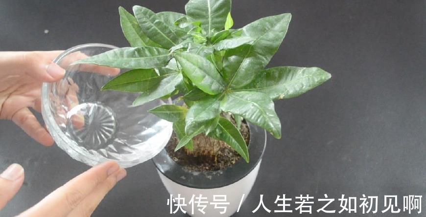 花盆里撒一点它, 不烂根不生虫, 花草越长越茂盛, 简直太实用了