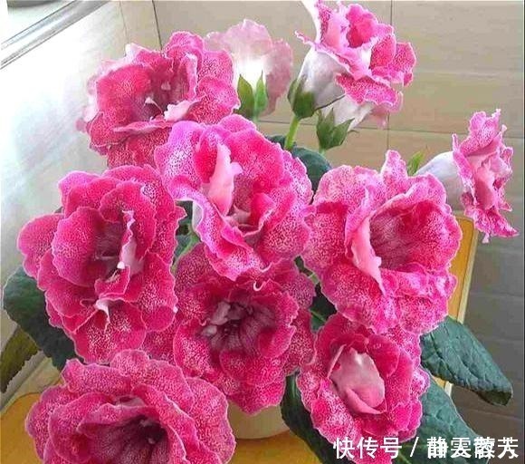 盆栽花|一种四季开花的花,用叶子都能“插活”,漂亮又好养,不养可惜了!