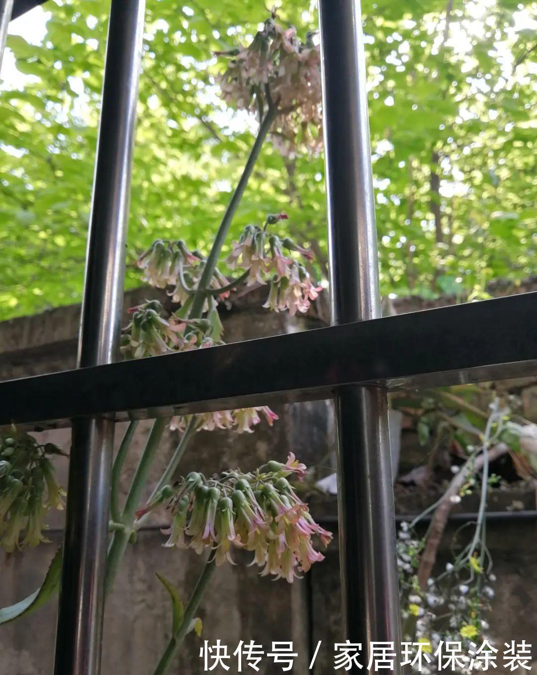 多肉开花会死?别担心,开完砍一刀,活得好好的