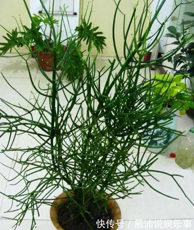 4种“大毒花”，家里经常养，修剪要小心，别碰上