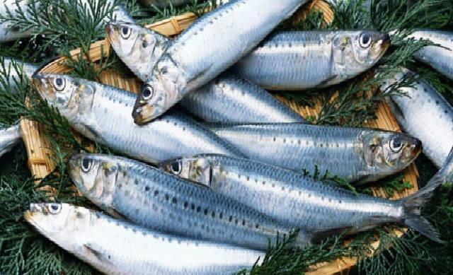 一样是“鲅”鱼,鲐鲅鱼和鲅鱼有啥区别?注意别买错,买错差别大