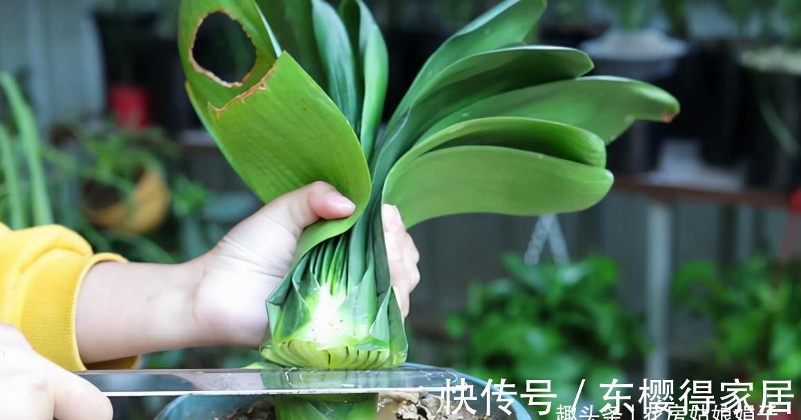叶芽|君子兰不能随意“砍头”,操作需谨慎,要做好这几件事,成活率高