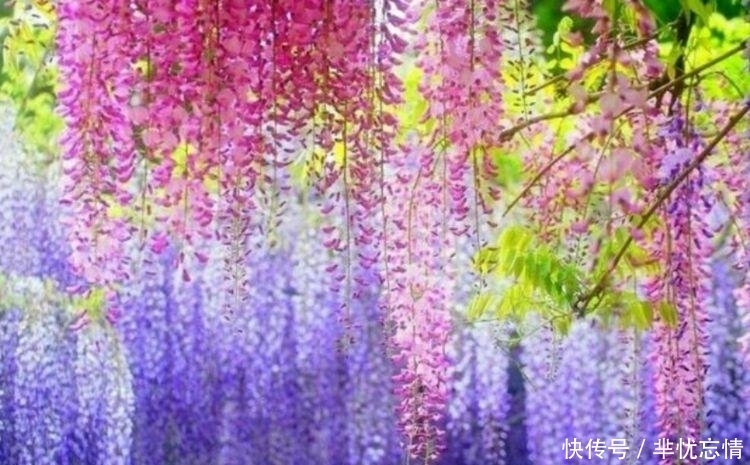 家里养上4种花,开花一簇簇,花色鲜艳,适合种在庭院观赏