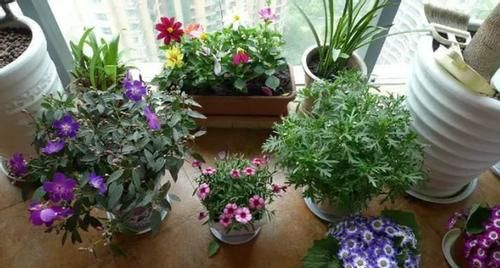 养花自制肥料：该怎么用好柳树皮，挖掘其中的价值？