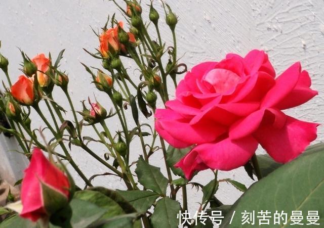 这些九月容易“饿”的花，多晒太阳，施对肥，开出碗大的花