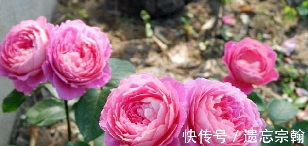 灌木|一米高的月季笋芽，现在该不该剪不同阶段处理方式大不同
