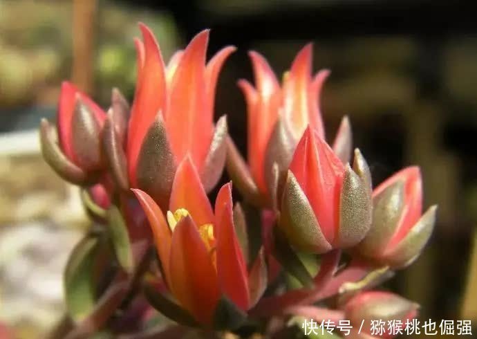 多肉太妃糖和初恋很相似，不仔细区分让人笑话，假花友容易入坑