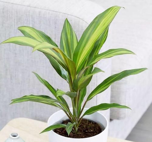 朱蕉|朋友在路边买到紫色叶子的“富贵竹”,养几天叶子全黄了